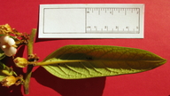 Diospyros gaultheriifolia