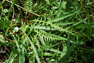 Pedicularis attollens ssp. attollens