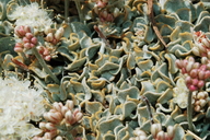Eriogonum ovalifolium var. eximium