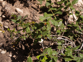 Shepherdia canadensis