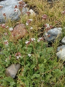 Horkelia fusca var. parviflora