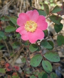 Rosa spithamea