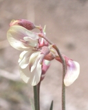 Astragalus diversifolius