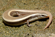 Common Indian Supple Skink