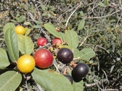 Sierra Hoary Coffeeberry