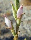 Cordylanthus tecopensis
