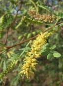 Prosopis pubescens