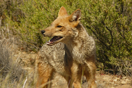 Culpeo Fox (english)