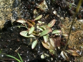 Micranthes nidifica