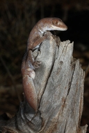 Diplodactylus conspicillatus