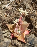 Dudleya cymosa ssp. paniculata