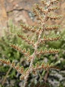 Cheilanthes wootonii
