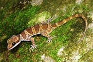 Cyrtodactylus louisiadensis