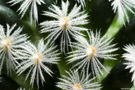 Mammillaria crinita
