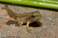 Pseudacris triseriata