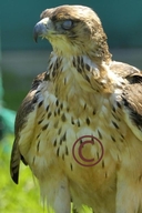 Aquila spilogaster