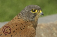 Falco rupicolus