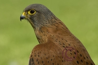 Falco rupicolus