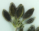 Lomatium plummerae