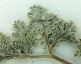 Lomatium shevockii