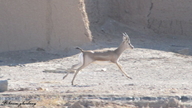 Gazella subgutturosa