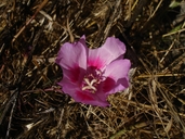 Clarkia gracilis ssp. sonomensis