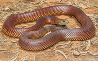 Pseudechis australis