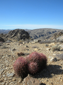 Clustered Barrel Cactus