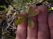 Delphinium patens ssp. patens