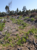 Astragalus umbraticus