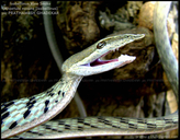 Isabellinus Vine Snake