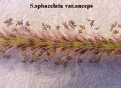 Setaria sphacelata var. anceps