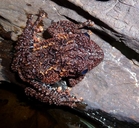 Malaya Bug-eyed Frog