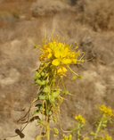 Wislizenia refracta ssp. californica