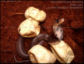 Spectacled Cobra Hatchling / Baby With Eggs