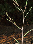 Gayophytum diffusum ssp. parviflorum