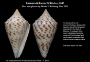 Conus delessertii