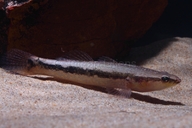 Oxyeleotris lineolata