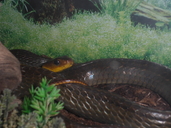 Sipo Snake
