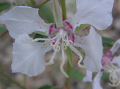Clarkia borealis ssp. borealis