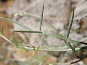 Astragalus inversus