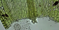 Homalothecium arenarium