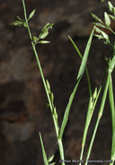 Eragrostis cilianensis