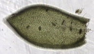 Pterigynandrum filiforme