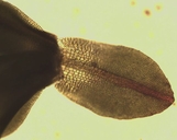 Tortula obtusifolia