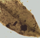 Hennediella stanfordensis