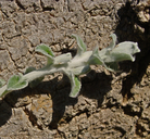 Plecostachys serpyllifolia