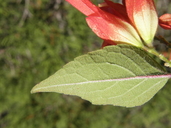 Salvia betulifolia