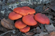 Rufous Candy Caps