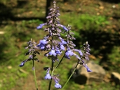 Salvia muscarioides